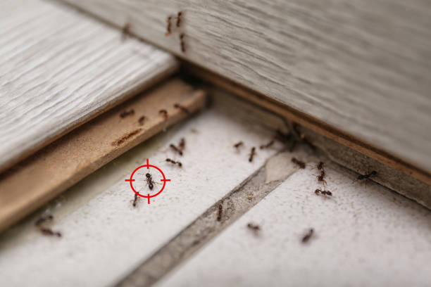 Flea Control Services in Smackover, AR