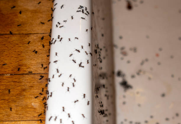 Best Exterminator Services  in Smackover, AR