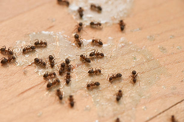 Pest Prevention Services in Smackover, AR
