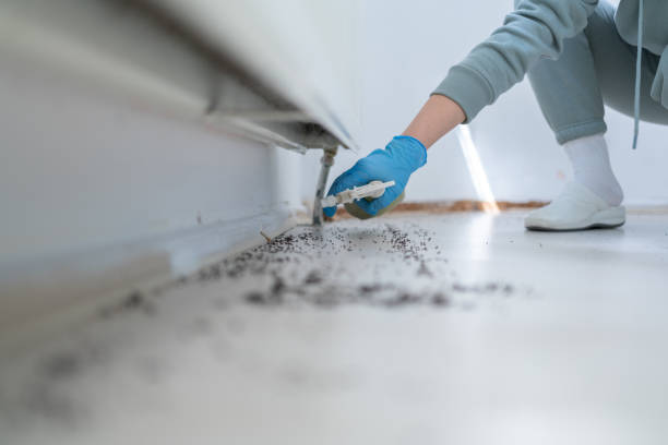 Best Bed Bug Extermination  in Smackover, AR